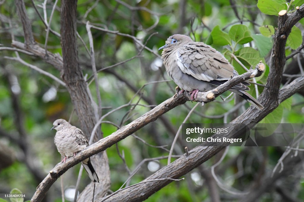 Mourning Dove