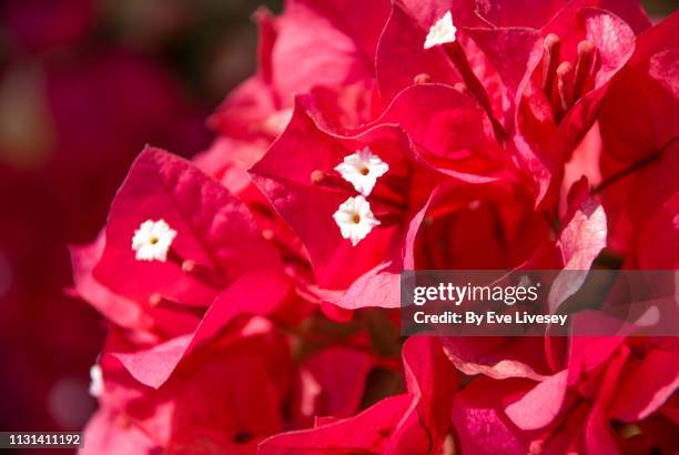 pink bougainvillea flower - pistill bildbanksfoton och bilder