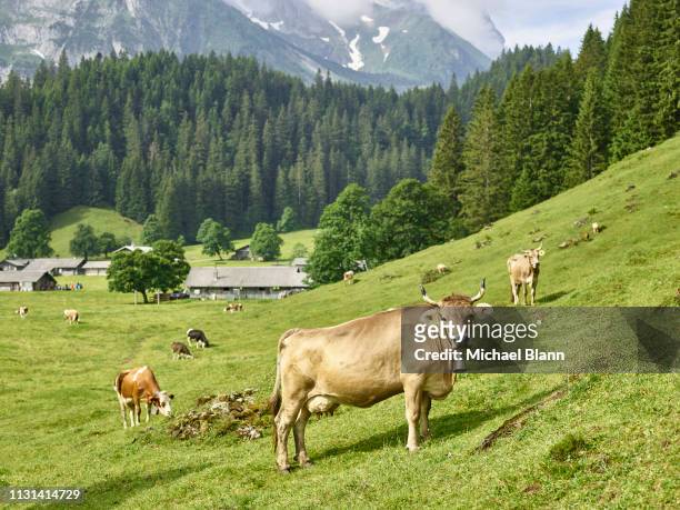 cows grazing - cowbell stock pictures, royalty-free photos & images