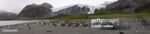 wide view of large king penguin colony on the beach of st. andrew's bay - st andrew's bay stock pictures, royalty-free photos & images