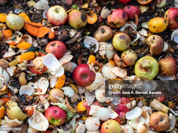 dump of organic garbages with remains of fruits and bread in decomposition. - waste fotografías e imágenes de stock
