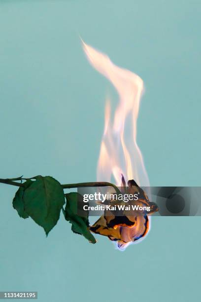 1,838 Roses On Fire Stock Photos, High-Res Pictures, and Images - Getty ...