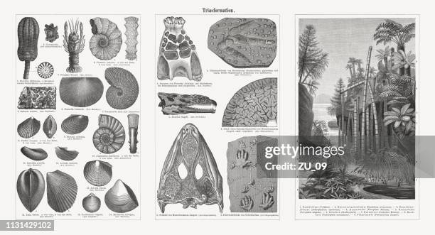 fossils and plants from the triassic period, woodcuts, published 1897 - invertebrate stock illustrations