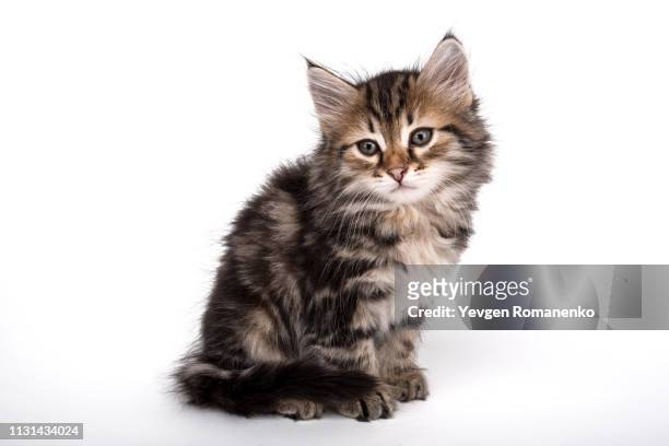 gray kitten isolated on white background - tabby cat stock pictures, royalty-free photos & images