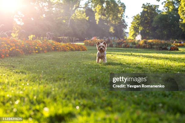 yorkshire terrier dog running on the green grass - backyard lawn stock pictures, royalty-free photos & images