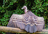 Ruppell's vulture sitting on a branch and spreading its wings, revealing all its feathers, Beautiful animal portrait, Critically endangered bird specie from Africa