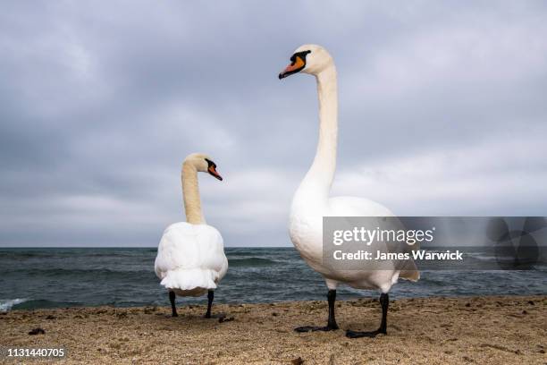 mute swans wintering on black sea coast - swan stock pictures, royalty-free photos & images