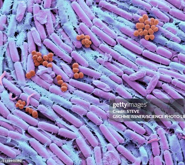 breast milk bacteria, sem - microorganismo fotografías e imágenes de stock