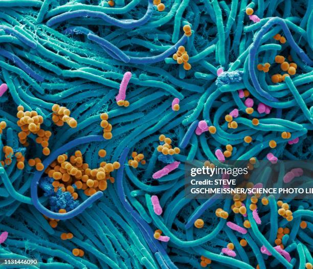 bacteria found on mobile phone, sem - stafylokokken stockfoto's en -beelden