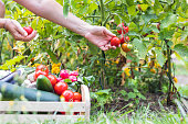 Female hands picking fresh tomatoes to wooden crate with vegetables.