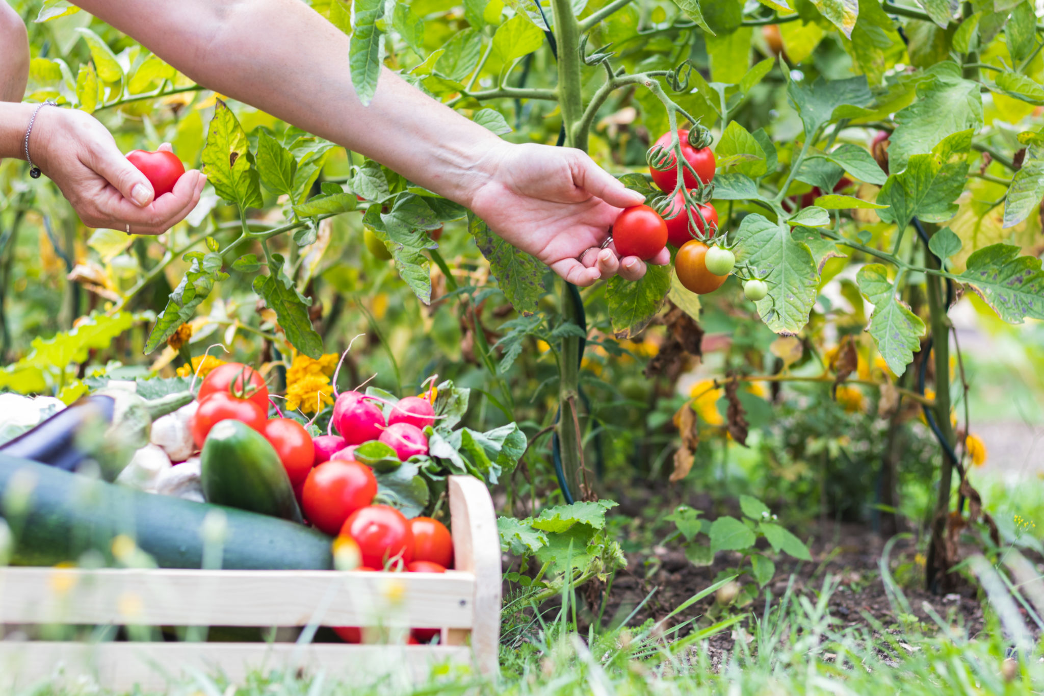 garden harvest