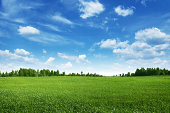 Green field lined by trees on clear day