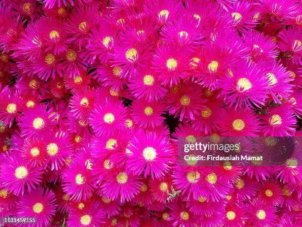 hot pink ice plant daisy type flowers - barrilha imagens e fotografias de stock