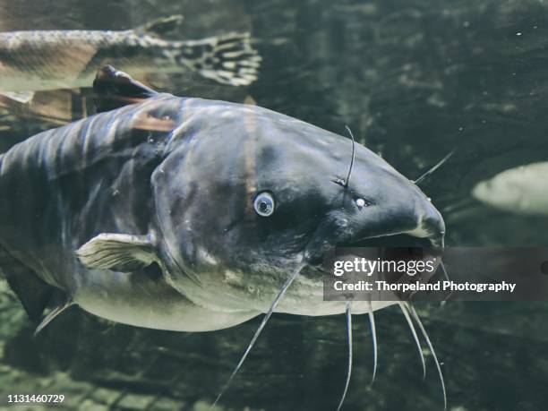 large catfish - meerval stockfoto's en -beelden