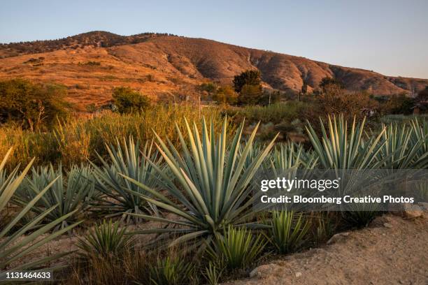 maguey plants grow in a field - mezcal fotografías e imágenes de stock