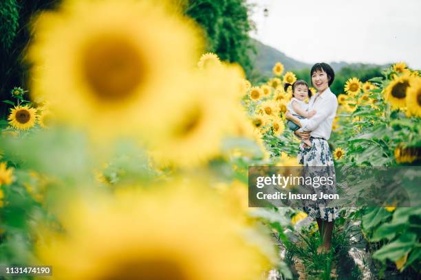 mother playing with baby girl on sunflower field. - ulsan stock pictures, royalty-free photos & images