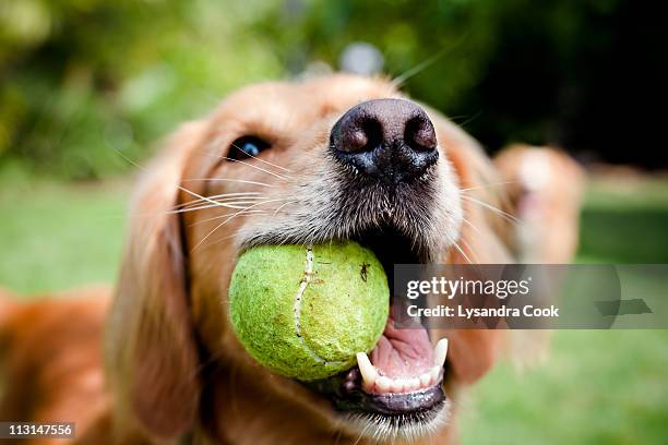 retriver with a ball. - dog and ball photos et images de collection