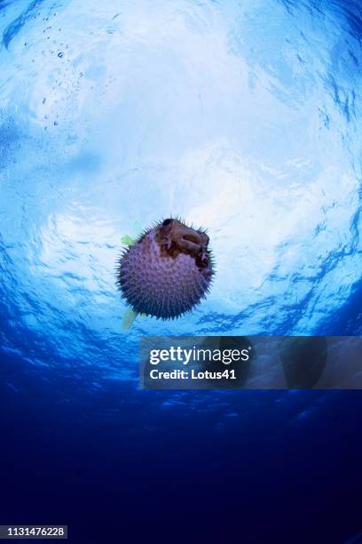 black-blotched porcupinefish of okinawa prefecture kerama islands - 海中 stockfoto's en -beelden