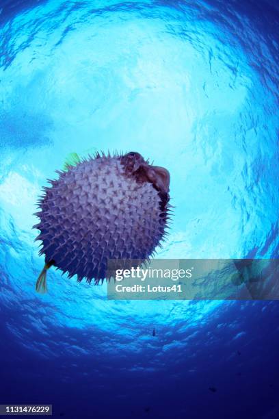 black-blotched porcupinefish of okinawa prefecture kerama islands - balloonfish bildbanksfoton och bilder