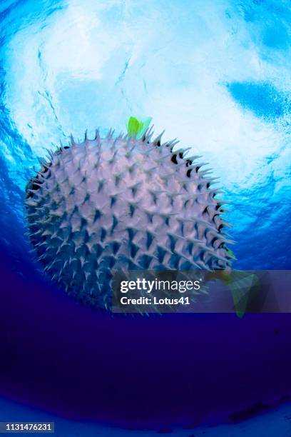 black-blotched porcupinefish of okinawa prefecture kerama islands - 写真撮影 stockfoto's en -beelden