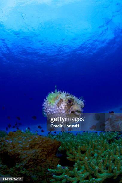 black-blotched porcupinefish of okinawa prefecture kerama islands - pez puercoespín fotografías e imágenes de stock