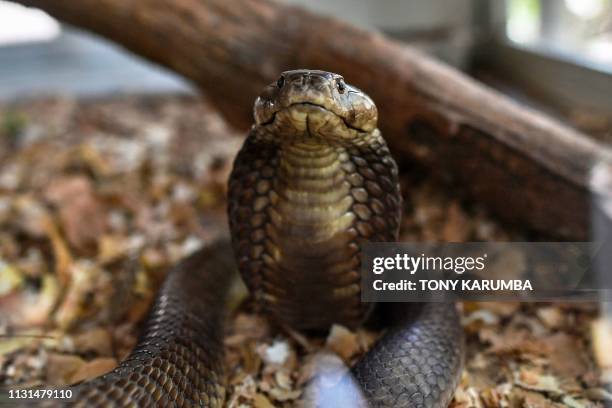 Brown spitting cobra rears up using its menacing hood to adopt a defencive posture inside its enclosure on February 14, 2019 at the Bio-Ken Snake...