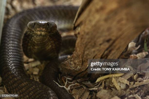 Brown spitting cobra rears up using its menacing hood to adopt a defencive posture inside its enclosure on February 14, 2019 at the Bio-Ken Snake...