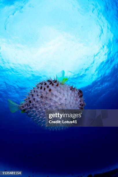 black-blotched porcupinefish of okinawa prefecture kerama islands - サンゴ stockfoto's en -beelden