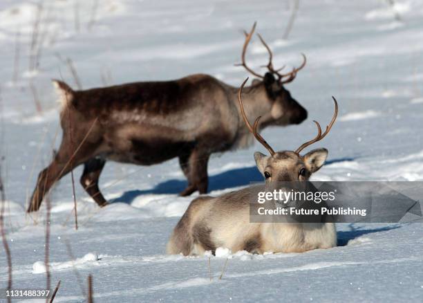 Deer bask in the sun, Troms fylke, Norway, March 10, 2019. Ukrinform.