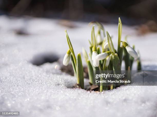 flowers blooming in snow - snowdrops stock-fotos und bilder