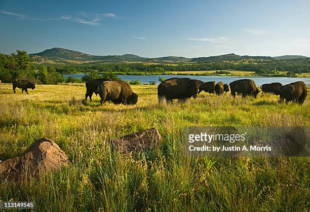 bison in wichita mountains - oklahoma stock-fotos und bilder