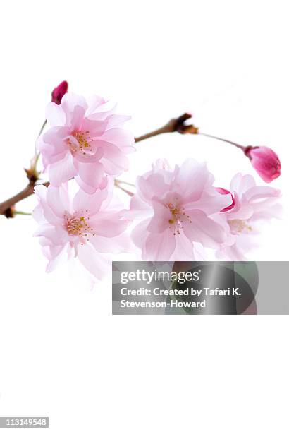 cheery  flowers - sakura stock pictures, royalty-free photos & images