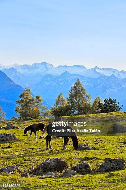 landscape with horses - valle de arán fotografías e imágenes de stock