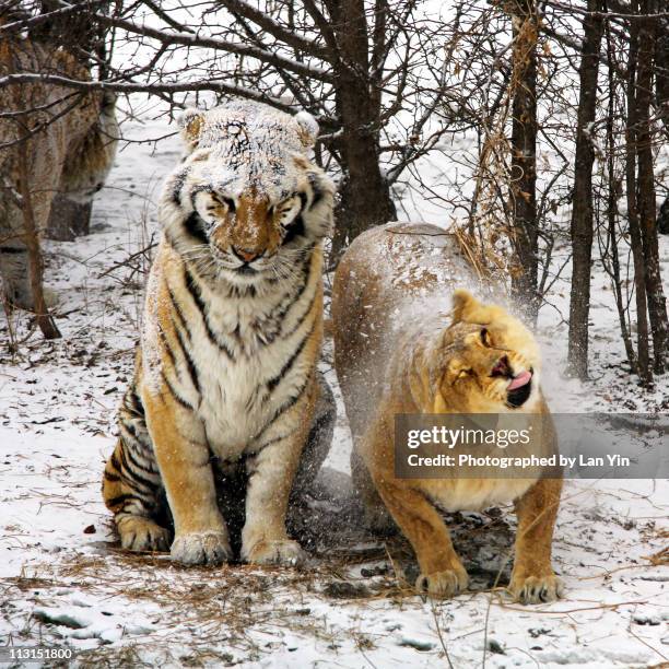 siberian tiger and lion - siberian tiger stock pictures, royalty-free photos & images