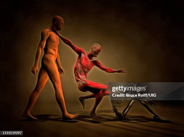 stockillustraties, clipart, cartoons en iconen met three stages of human body. - ledematen lichaamsdeel