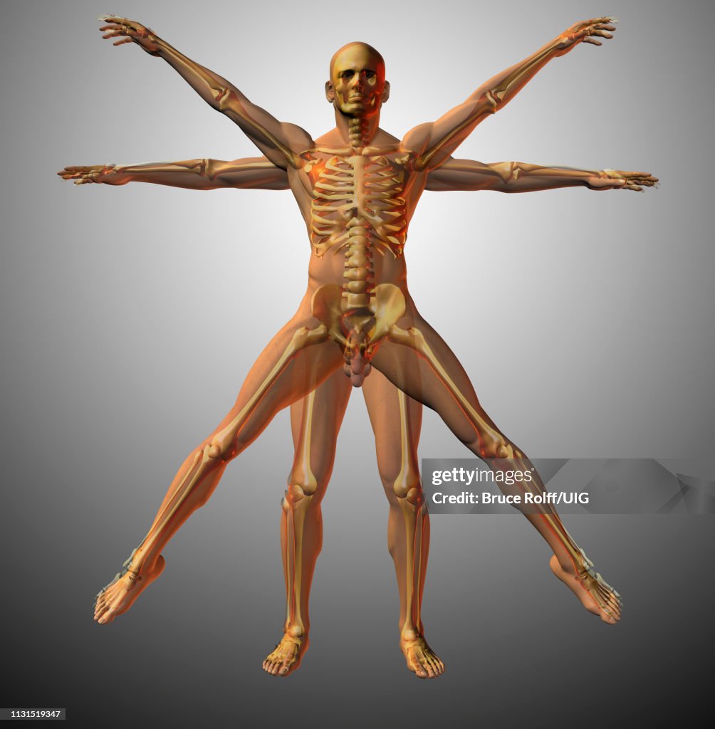 Anatomical Vitruvian man, X-ray, 3D rendering