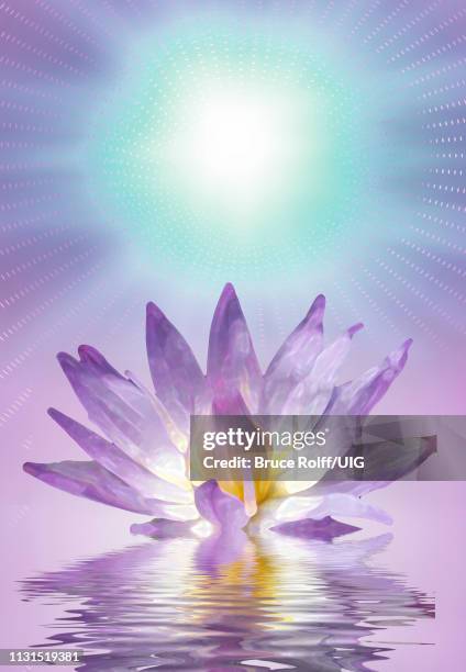 lotus - floating petals stock illustrations