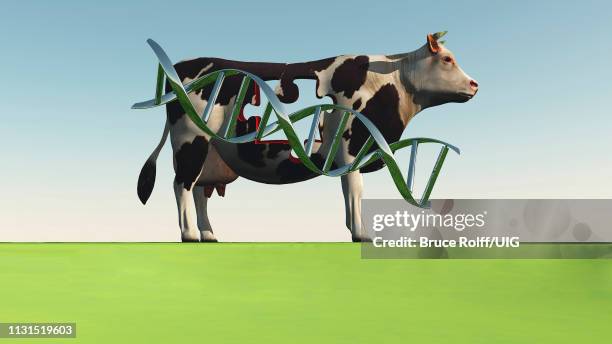 cow with dna strand and hole in puzzle shape - toy farm animals stock illustrations