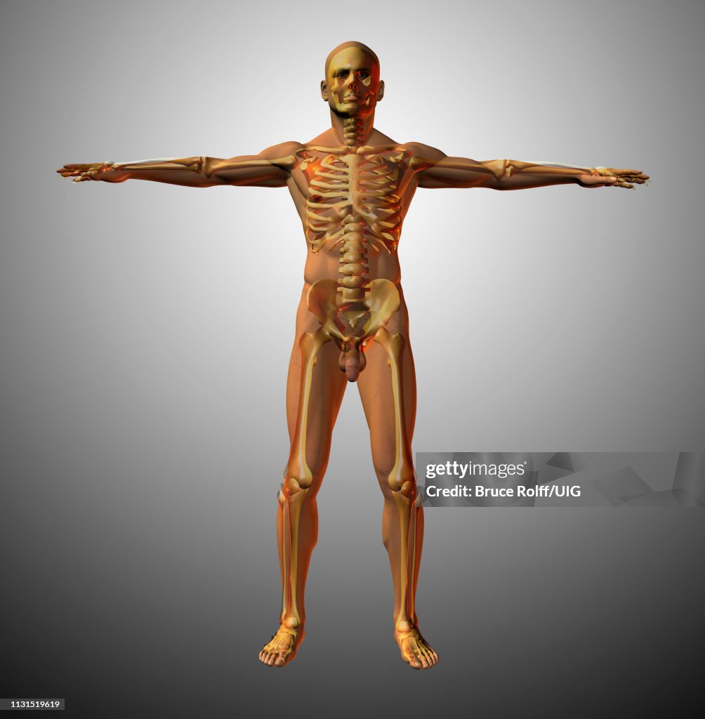 Vitruvian man interpretation, Anatomy