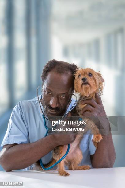 veterinarian appointment. - yorkshire terrier vet stock pictures, royalty-free photos & images