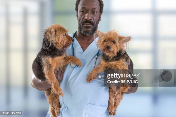 veterinarian appointment. - yorkshire terrier vet stock pictures, royalty-free photos & images
