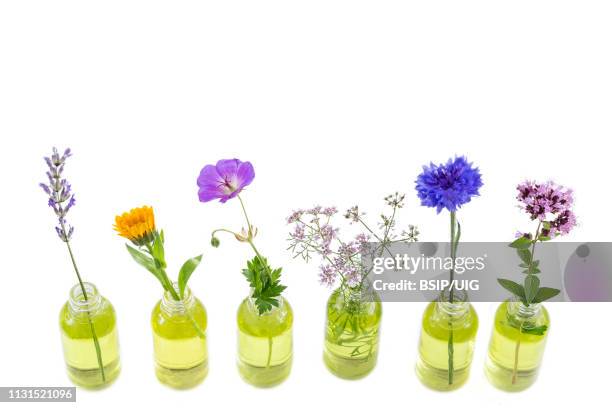 different healing flowers in small glass bottles on white - borage stockfoto's en -beelden