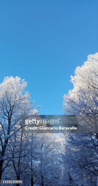 blue in the winter - sfondi stock-fotos und bilder