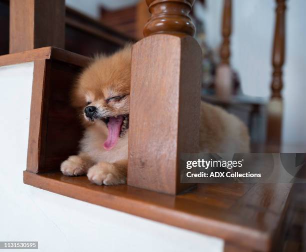 nap time calling - pomeranian puppy stock pictures, royalty-free photos & images