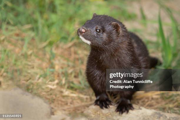 american mink close up - mustela vison stock pictures, royalty-free photos & images