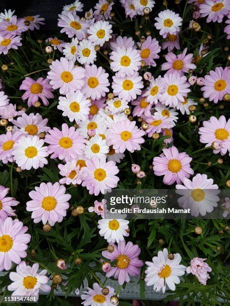 pink marguerite daisy flowersi - struikmargriet stockfoto's en -beelden
