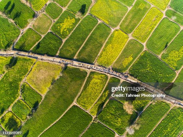 over view of cattle herd on road in lush green fields - via láctea fotografías e imágenes de stock