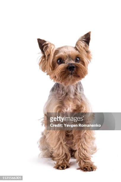 yorkshire terrier on white background - dog looking up isolated stock pictures, royalty-free photos & images