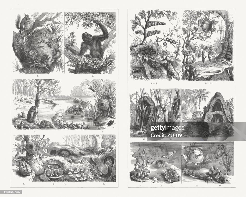 Animal homes, wood engravings, published in 1897