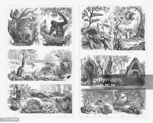 animal homes, wood engravings, published in 1897 - burrow stock illustrations